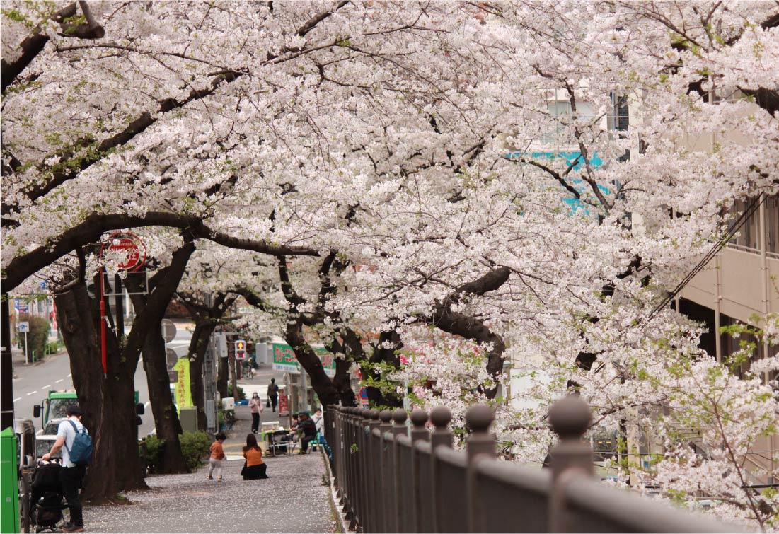 大塚駅周辺の桜並木